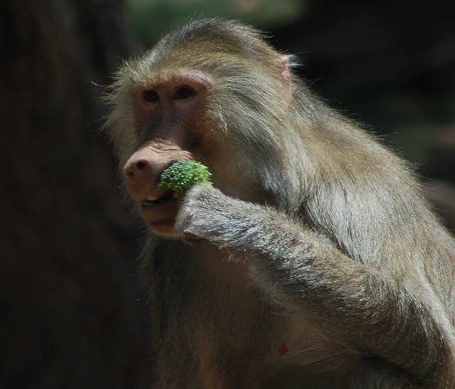 hamadrayas baboon